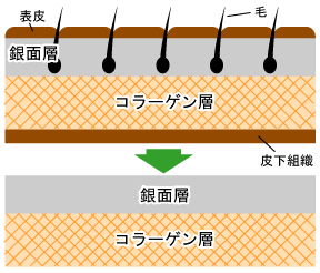 牛革の構造